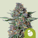 Do-Si-Dos Autoflower (Royal Queen Seeds) Feminisoidut