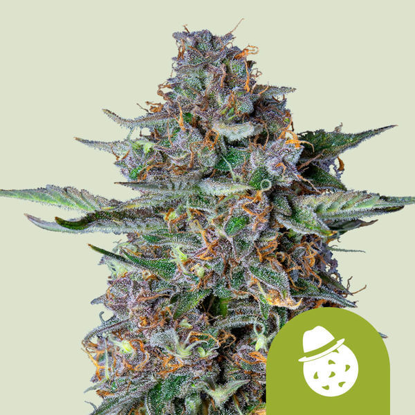 Do-Si-Dos Autoflower (Royal Queen Seeds) Feminisoidut