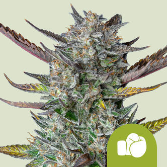 Purple Punch Automatic (Royal Queen Seeds) feminisoidut