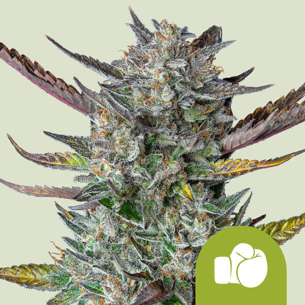 Purple Punch Autoflower (Royal Queen Seeds) Feminisoidut
