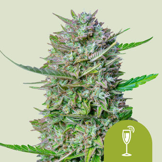 Mimosa Automatic (Royal Queen Seeds) feminisoitu