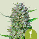 Mimosa Autoflower (Royal Queen Seeds) Feminisoidut