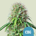 Royal CBG Autoflower (Royal Queen Seeds) Feminisoidut