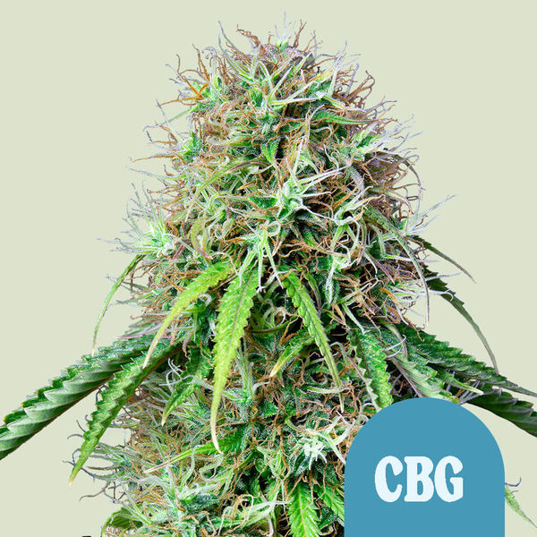 Royal CBG Autoflower (Royal Queen Seeds) Feminisoidut