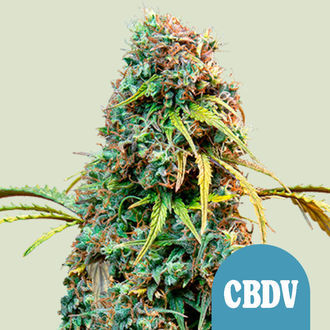Royal CBDV Autoflower (Royal Queen Seeds) Feminisoidut