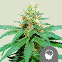 Amnesia Haze (Royal Queen Seeds) tavallinen