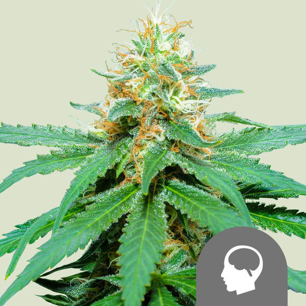 Amnesia Haze (Royal Queen Seeds) tavallinen