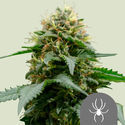 White Widow (Royal Queen Seeds) tavallinen