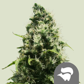 Skunk XL (Royal Queen Seeds) tavallinen