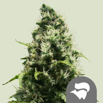 Skunk XL (Royal Queen Seeds) tavallinen