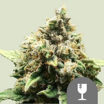Critical (Royal Queen Seeds) tavallinen