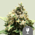 Critical (Royal Queen Seeds) tavallinen