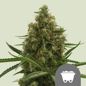 Shining Silver Haze (Royal Queen Seeds) tavallinen