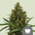 Shining Silver Haze (Royal Queen Seeds) tavallinen