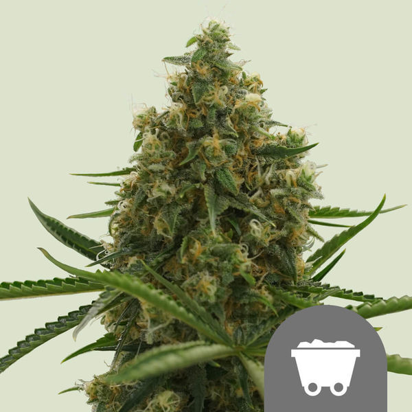 Shining Silver Haze (Royal Queen Seeds) tavallinen