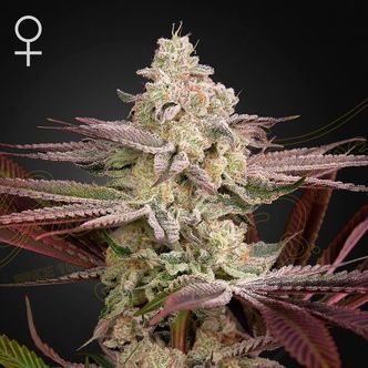 Chemical Bride (Greenhouse Seeds) feminisoidut