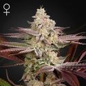 Chemical Bride (Greenhouse Seeds) Feminisoidut