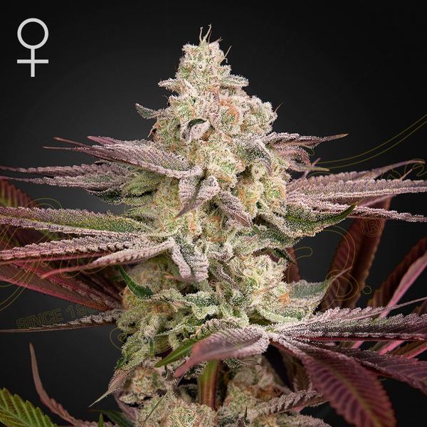 Chemical Bride (Greenhouse Seeds) Feminisoidut