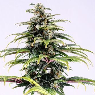 CBG Auto (Kannabia) feminisoitu