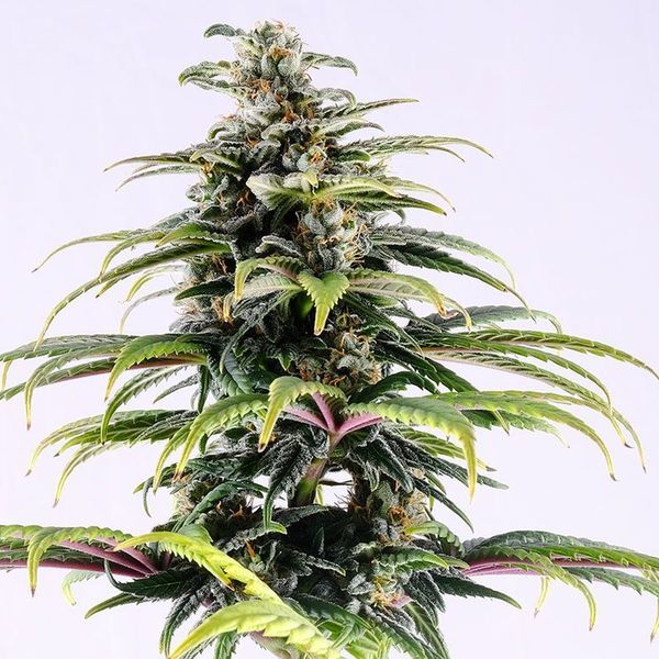 CBG Auto (Kannabia) Feminisoidut