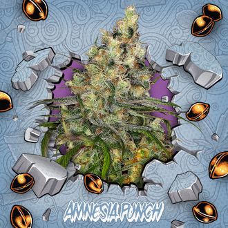 Amnesia Punch (Ripper Seeds x Zamnesia) Feminisoidut