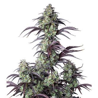Mimosa Cake Auto (FastBuds) Feminisoidut