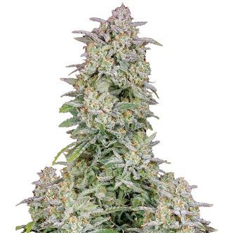 Forbidden Runtz Auto (FastBuds) feminisoidut