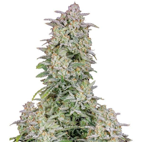Forbidden Runtz Auto (FastBuds) Feminisoidut