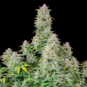 Forbidden Runtz Auto (FastBuds) Feminisoidut