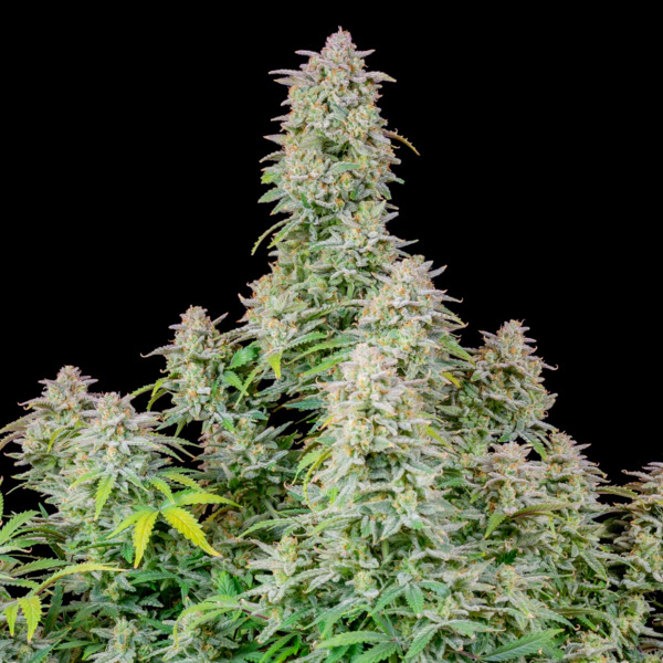 Forbidden Runtz Auto (FastBuds) Feminisoidut