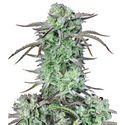 mansikka-banaani auto (FastBuds) Feminisoidut