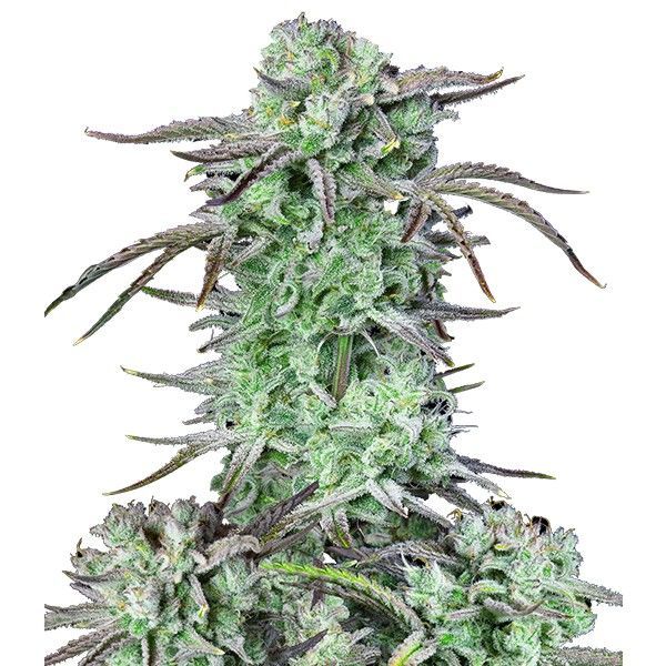 mansikka-banaani auto (FastBuds) Feminisoidut