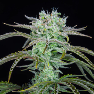 mansikka-banaani auto (FastBuds) Feminisoidut