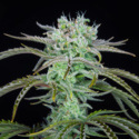 mansikka-banaani auto (FastBuds) Feminisoidut