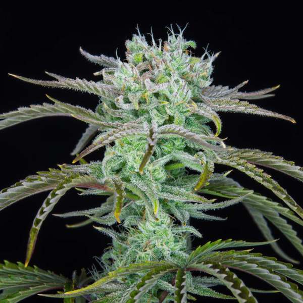 mansikka-banaani auto (FastBuds) Feminisoidut