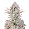 Purple Punch Auto (FastBuds) Feminisoidut