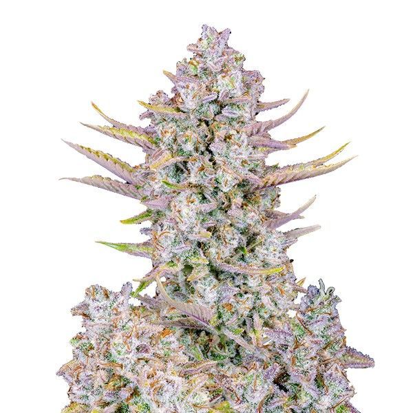 Purple Punch Auto (FastBuds) Feminisoidut