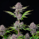 Purple Punch Auto (FastBuds) Feminisoidut