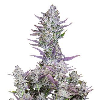 Wedding Glue Auto (FastBuds) feminisoidut kannabiksen siemenet