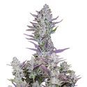 Wedding Glue Auto (FastBuds) Feminisoidut