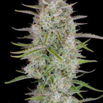 Wedding Glue Auto (FastBuds) Feminisoidut