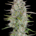Wedding Glue Auto (FastBuds) Feminisoidut
