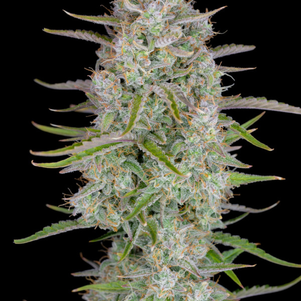 Wedding Glue Auto (FastBuds) Feminisoidut