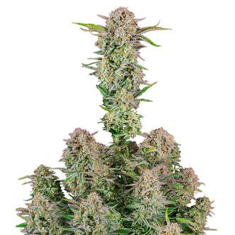 Bruce Banner Auto (FastBuds) feminisoidut kannabiksen siemenet