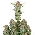 Bruce Banner Auto (FastBuds) Feminisoidut