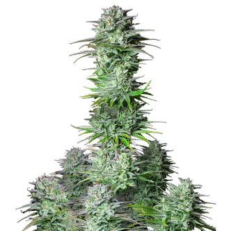 Kosher Cake Auto (FastBuds) feminisoidut