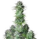 Kosher Cake Auto (FastBuds) Feminisoidut