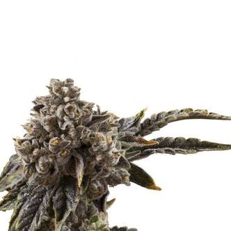 Chocolate Sherbet (Growers Choice) feminisoidut