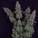 Octane Fire (Growers Choice) Feminisoidut