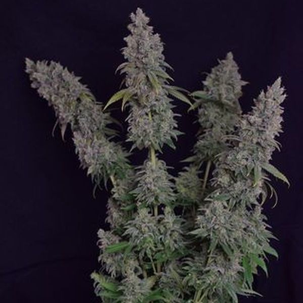 Octane Fire (Growers Choice) Feminisoidut